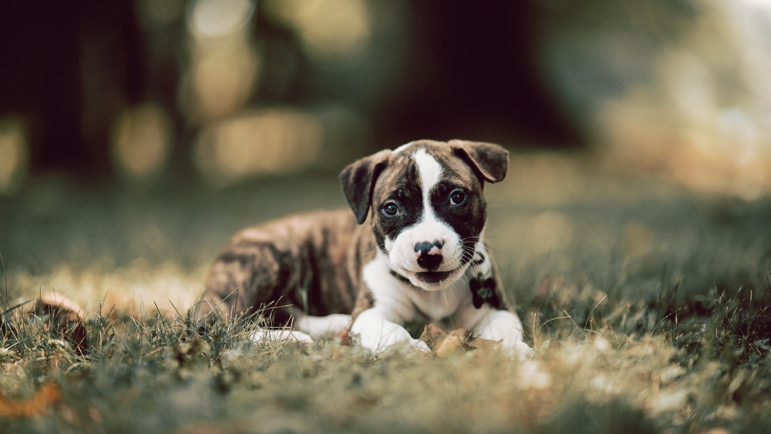 女子拳击项目改革 提高运动员安全保障,女子拳击全运会级别