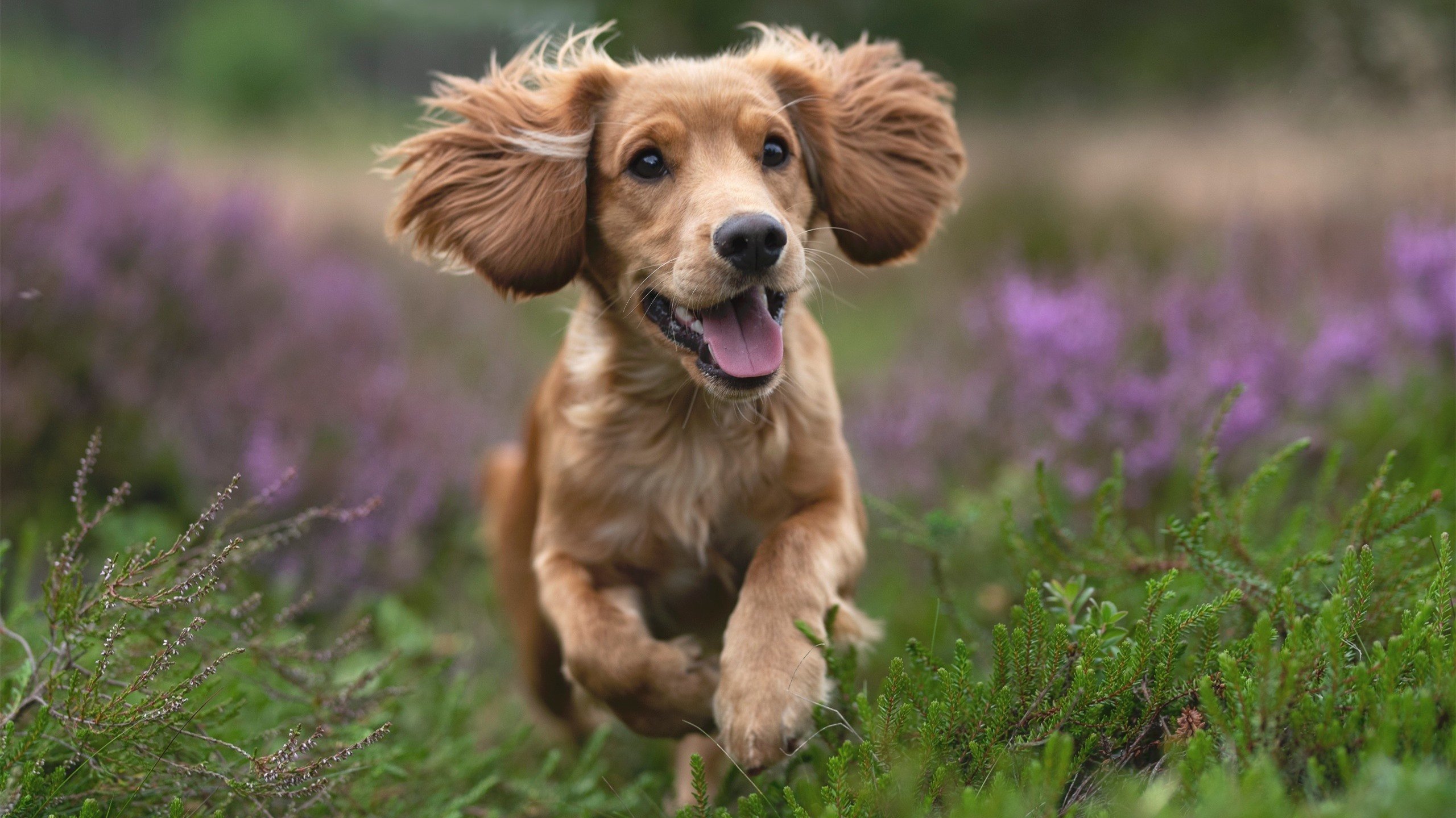 米兰体育官方网站APP下载-美职篮季后赛对阵出炉 热门球队强强对决，美职业季后赛