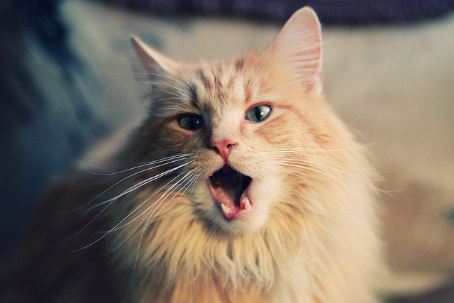 大学篮球联赛推动赛季与学业双重平衡支持学生运动员,篮球大学生联赛叫什么