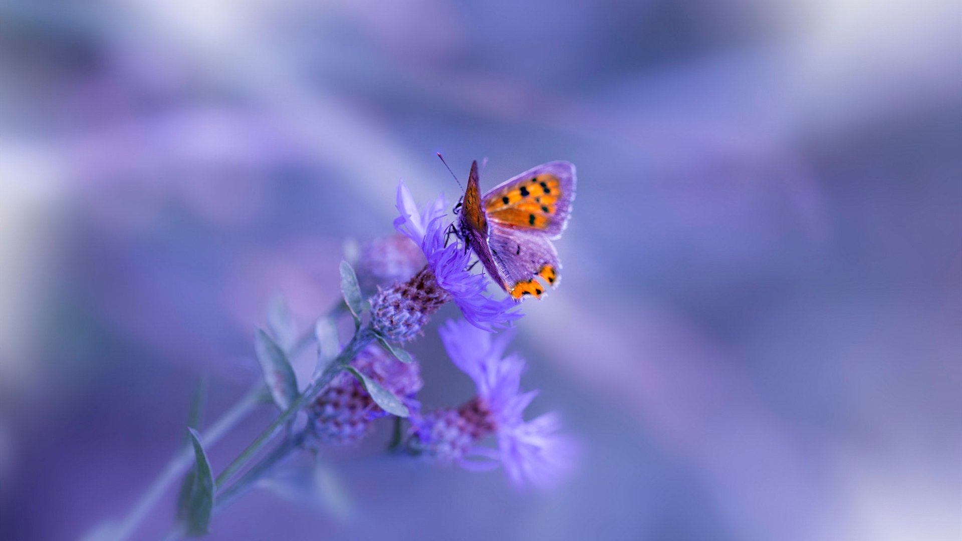 法甲青训崛起:未来之星日益耀眼!,法甲潜力球员