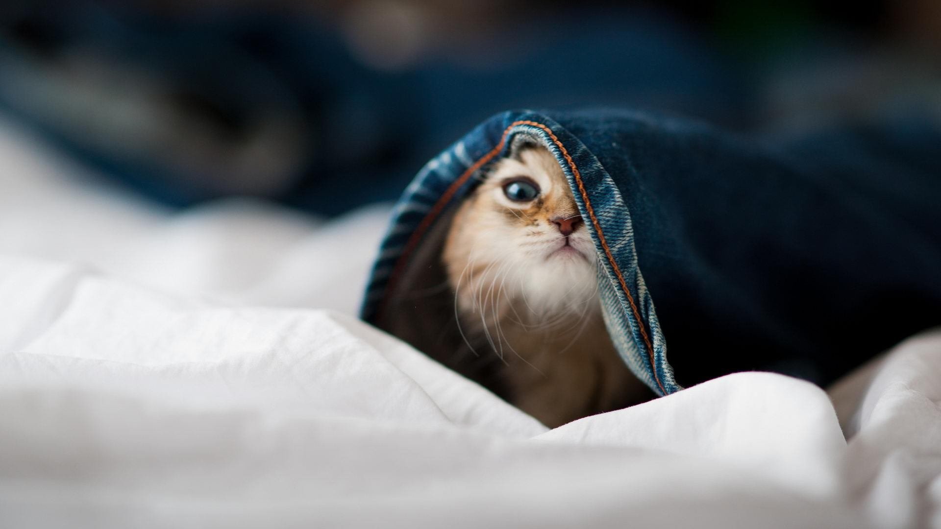 中国米兰官方-法甲荣耀战：锐利攻势助球队勇夺冠军