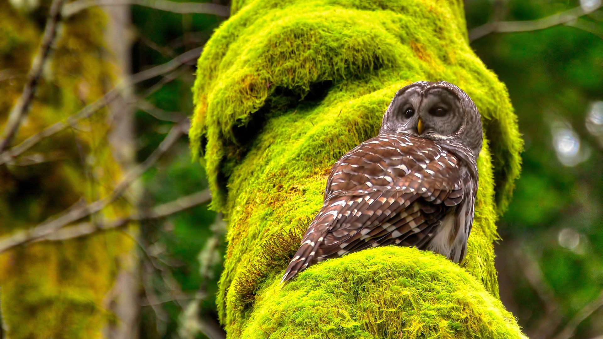 波尔曼的高效传球与突破能力为袋鼠队创造了无数得分机会,波尔曼针服